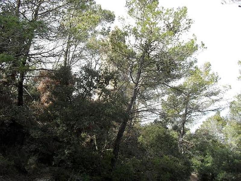 Castillo de Vilademàger