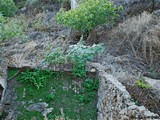 Muralla urbana de Castellar Viejo