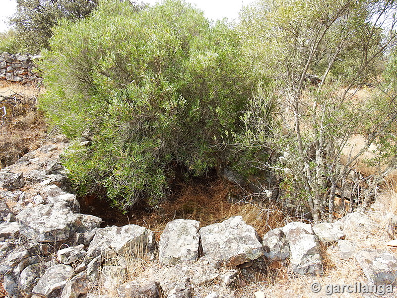 Trincheras de la Loma de Buenavista