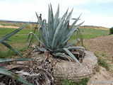 Posición militar Brunete Sureste