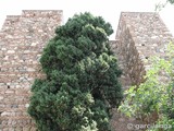 Alcazaba de Málaga