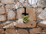 Muralla urbana de Oropesa